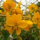 Cassia floribunda 