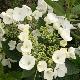 Hortensia Great Star Blanc Bleu
