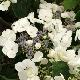 Hortensia Great Star Blanc Bleu