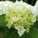 Hortensia Immaculata