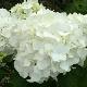 Hortensia Immaculata