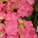 Hortensia Rosita