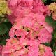 Hortensia Rosita