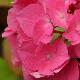 Hortensia Rosita