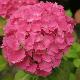 Hortensia Rosita