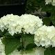 Hortensia Wudu �