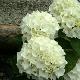 Hortensia Wudu �