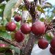Pommier d'ornement Diable Rouge