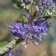 Caryopteris Kew Blue
