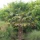 Palmier � chanvre de Chine