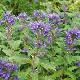 Caryopteris Grand Bleu
