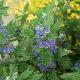 Caryopteris Grand Bleu