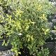 Pittosporum Abbotsbury Gold