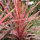 Cordyline Southern Splendor
