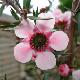Leptospermum Martini