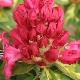 Rhododendron panach� Pr�sident Roosevelt 