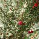 Leptospermum Winter Cheer
