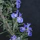 Rosmarin Corsican Blue