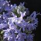 Rosmarin Corsican Blue