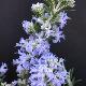 Rosmarin Corsican Blue