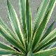 Yucca gloriosa 'Variegata'