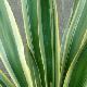 Yucca gloriosa 'Variegata'