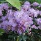 Rhododendron nain Blue Diamond