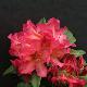 Rhododendron Golden Gate