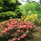 Rhododendron Golden Gate