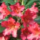 Rhododendron Golden Gate