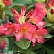 Rhododendron Golden Gate