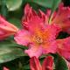 Rhododendron Golden Gate