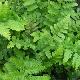 Dryopteris crisp�e