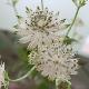 Astrantia Snow Star