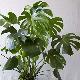 Monstera, Faux philodendron