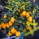 Kumquat Marumi