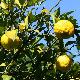 Yuzu, Citron japonais