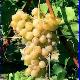 Gros Raisin italien bio