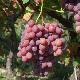 Raisin de table rose bio