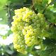Raisin blanc pr�coce Ora bio