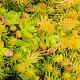 Sedum