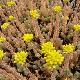 Sedum