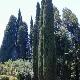 Cypr�s d'Italie ou de Provence