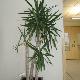 Yucca pied d'�l�phant