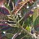 Croton