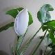 Monstera, Faux philodendron