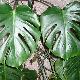 Monstera, Faux philodendron