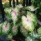 Caladium