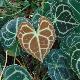 Anthurium Clarinervium