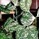 Pothos tachet�